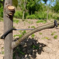 Obstbaumverteiler für effektive Baumpflege, 20 Stück, Astabzieher mit Kunststoffschlauch und Eisendraht zum Schutz der Äste.